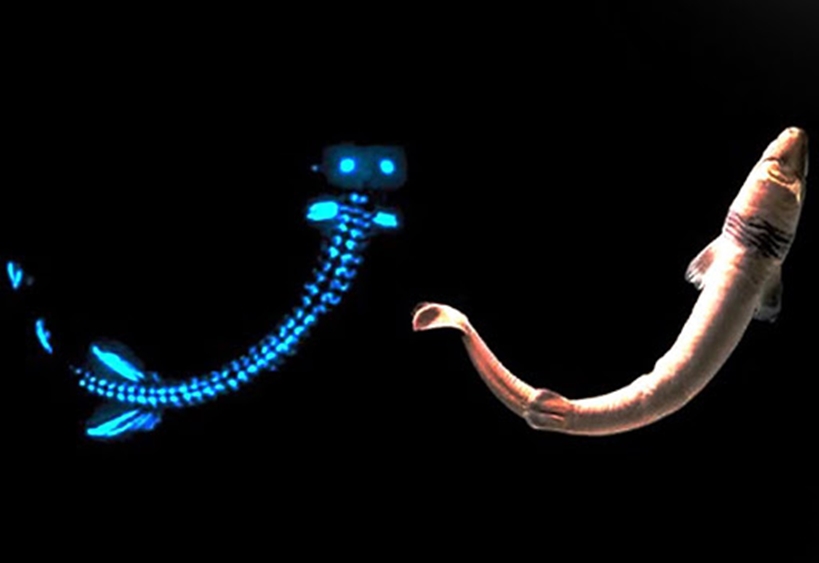 Огнедышащая креветка и осьминог с лампочками: 10 необычных светящихся животных на Земле