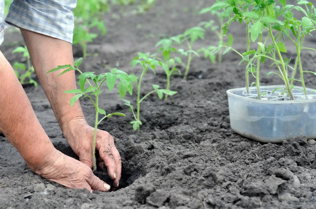 Выбирать солнечное место и держать стебель в земле: советы для правильной посадки помидоров