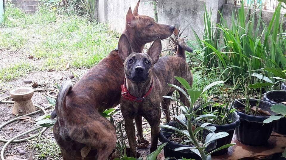 В джунглях на Филиппинах обнаружили собаку, родословная которой может насчитывать 36 тысяч лет (фото)