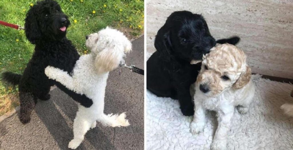 Две собачки, разлученные в детстве, случайно встретились на улице спустя почти год и узнали друг друга