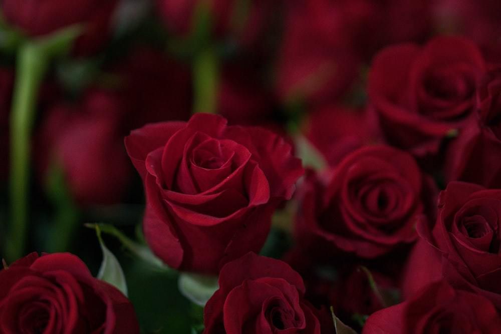Тамада со стажем назвал 4 вида цветов, которые нельзя дарить невесте: темные розы и не только