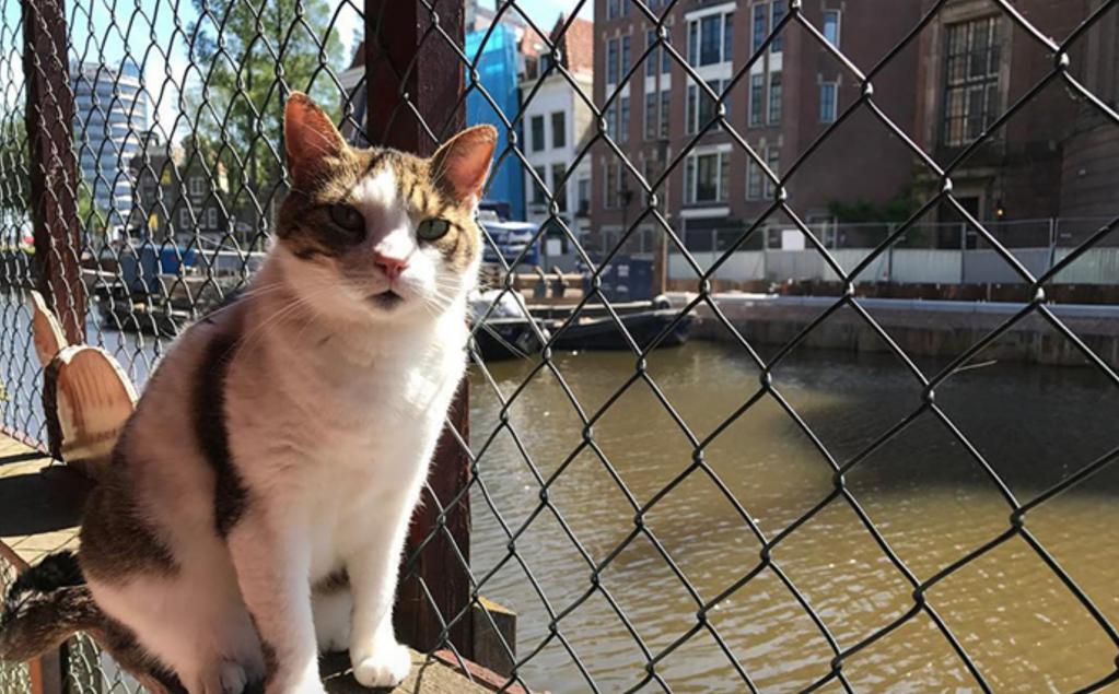 Новая достопримечательность в Амстердаме - плавучее пристанище для кошек (фото)