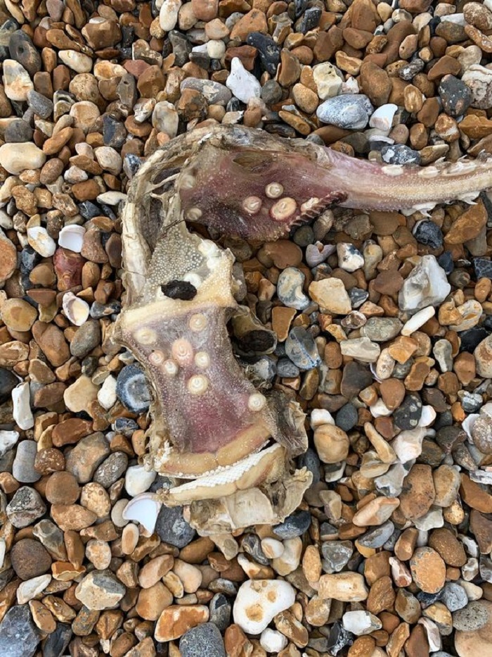 Загадочное морское существо с «зубами» на хвосте было обнаружено на пляже: фото
