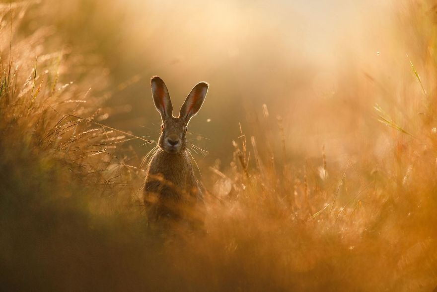 Стали известны победители премии Nature Photographer 2020. Млекопитающие, рыбы и птицы, словно из сказки (фото)