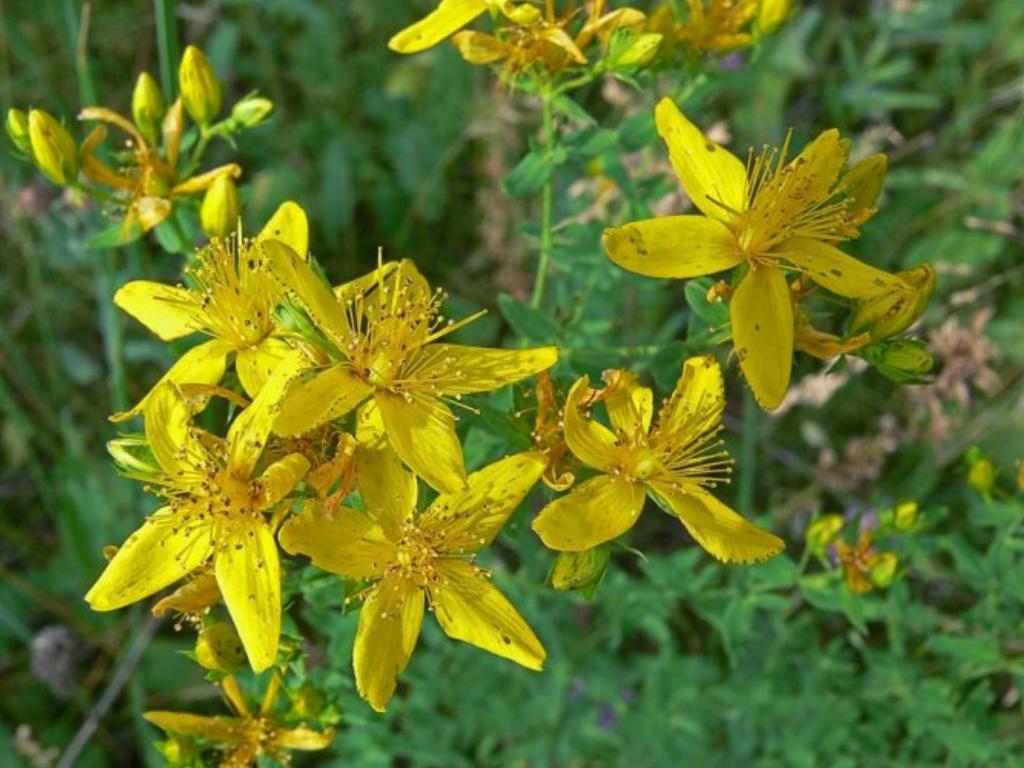 St john s wort