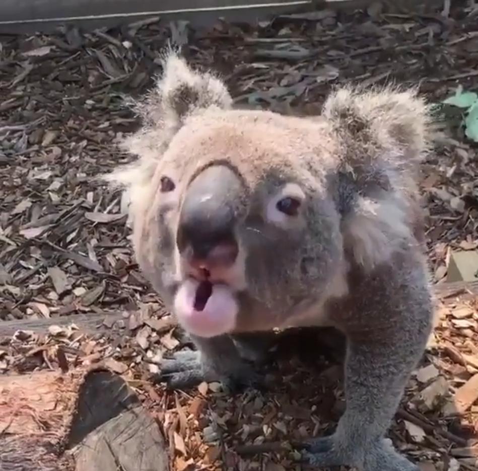 До сегодняшнего дня я думала, что коалы - милые создания, но, услышав их голос, поняла, как ошибалась (видео)