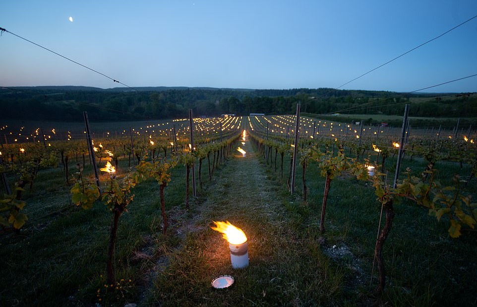 Садовники зажгли сотни огней на полях с виноградом: необычный способ спасти растения