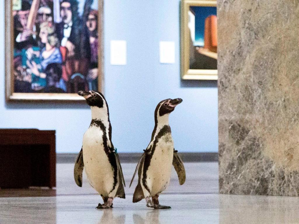 Необычные гости: музеи открыли свои двери для пингвинов и те не могли оторваться от картин