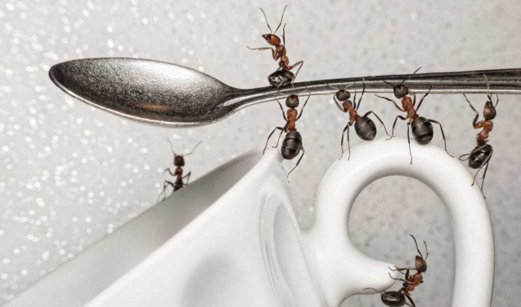 Когда в доме появляются непрошеные гости – муравьи – я не паникую: выручает масло гвоздики