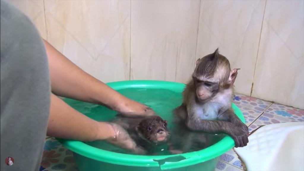 Песня бэтмен купание обезьяны. Обезьяна купается в ванной. Маленькая обезьянка в ванне купается. Маленькая обезьянка купается. Мартышка в ванне.
