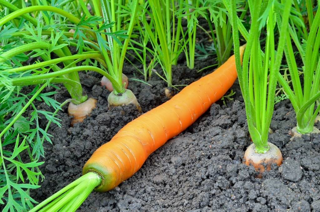 Морковь высеваю с помощью клейстера: соседи так тоже далают