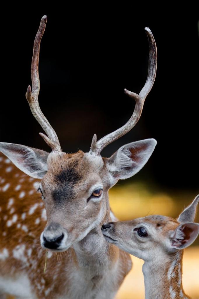 Теплые отношения животных. Фотограф поймал в объектив мам с их малышами (милые фото)