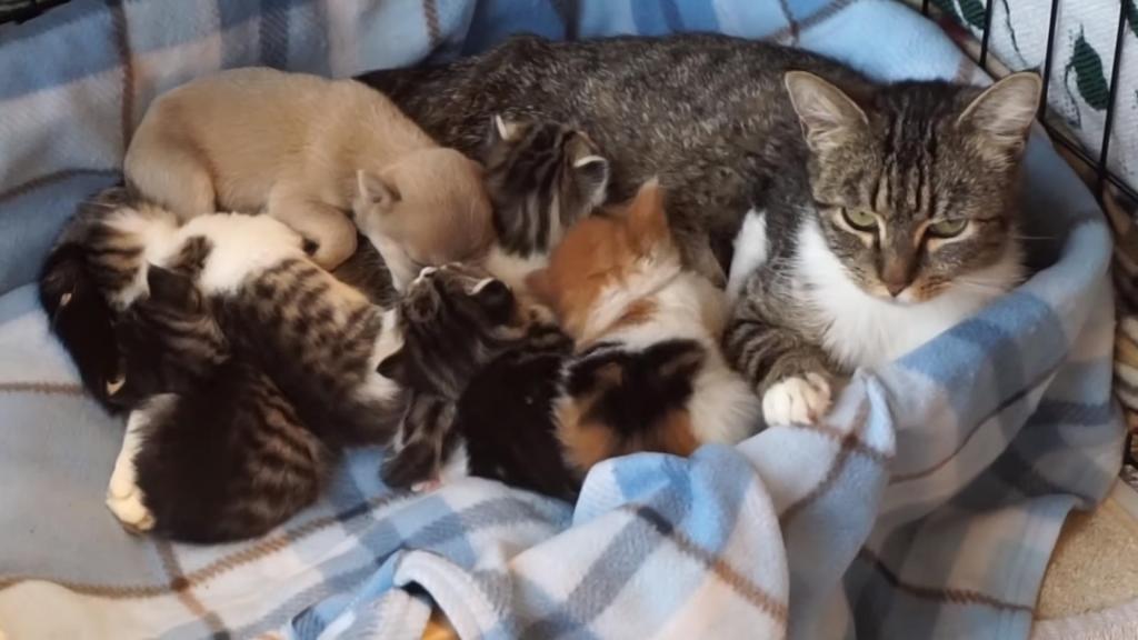 Кошке подложили щенка: как отреагировала мама на необычного детеныша