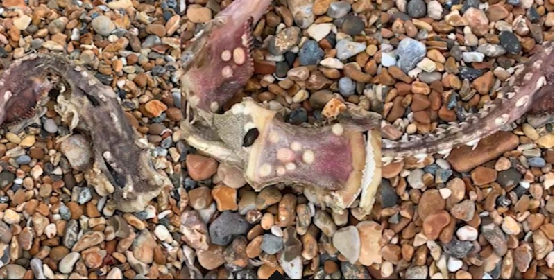Загадочное морское существо с «зубами» на хвосте было обнаружено на пляже: фото