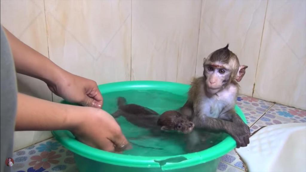 Купание обезьян мнение. Обезьянка купается в ванной. Маленьких обезьянок купают. Маленькая обезьянка купается.