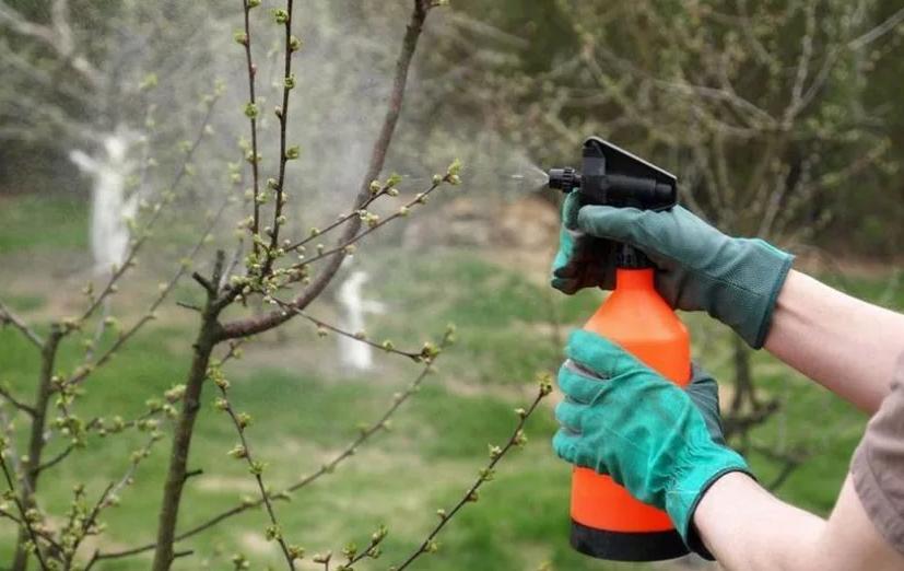 Надежный заслон вишневой тле: как только начнут распускаться листья, опрыскиваем деревья самодельными растворами – 3 рецепта