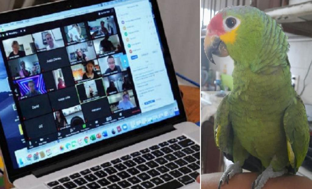 Ученику пришлось извиняться за своего попугая, который решил послушать онлайн-урок