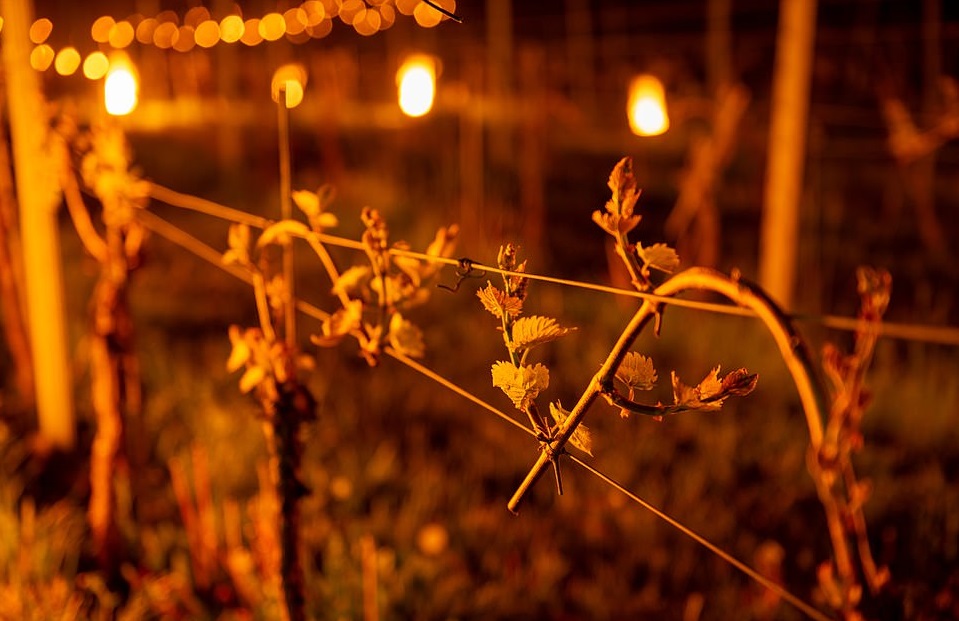 Садовники зажгли сотни огней на полях с виноградом: необычный способ спасти растения