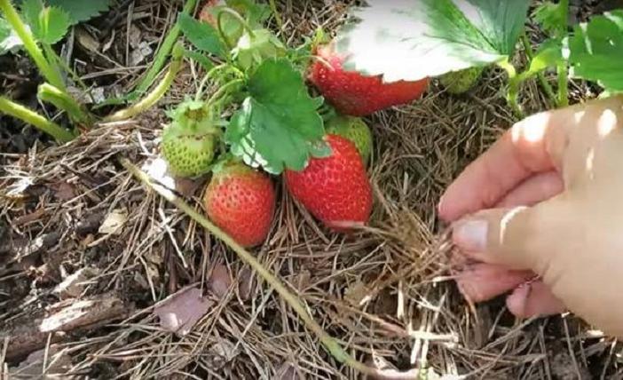 Из-за такого обилия дождей боюсь за клубнику: опытные соседи подсказали, какспасти ягоды