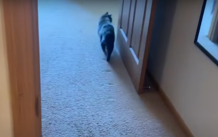 Супруги не могли объяснить странные вмятины на ковре, пока не обратили внимание на кошку (видео)