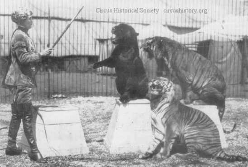 Слон, горилла и Гарри Гудини: 10 лучших цирковых исполнителей в истории