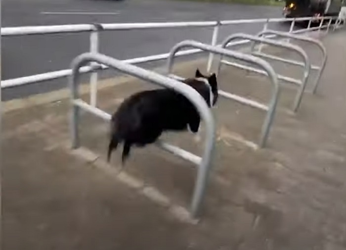 С кем поведешся... Пес паркурщика не просто гуляет по улице – он выполняет сложные трюки (видео)