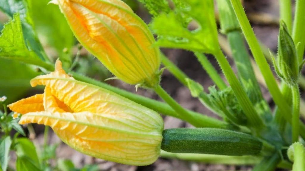 Не высаживайте их рядом с тыквой: советы опытных огородников по выращиванию кабачков + 2 рецепта вкусняшек из цукини
