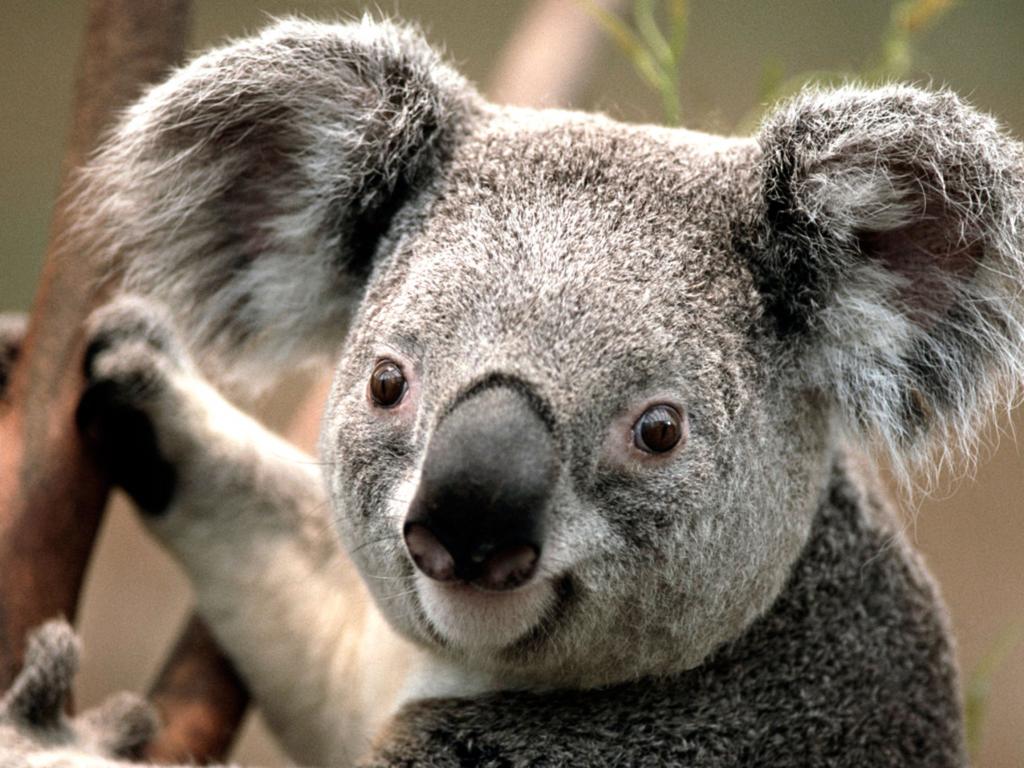 До сегодняшнего дня я думала, что коалы - милые создания, но, услышав их голос, поняла, как ошибалась (видео)