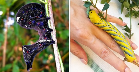 15 потрясающих воображение гусениц, которые выглядят не менее удивительно, чем бабочки