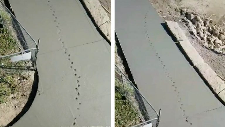 Строители сделали идеальную бетонную дорогу, но утка решила оставить там свои следы (видео)