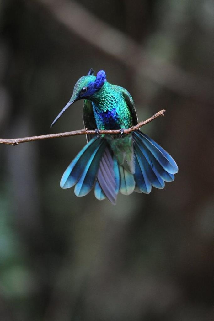 Ученые пришли к выводу, что колибри различают больше цветов, чем человек