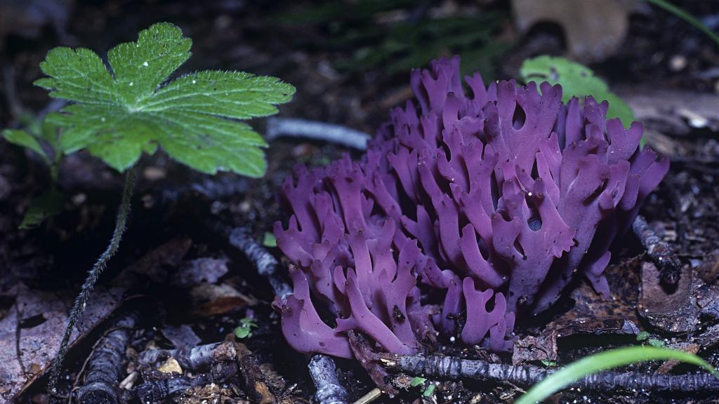 С удивлением узнала, что существует фиолетовый коралл, который растет не в море, а в лесу