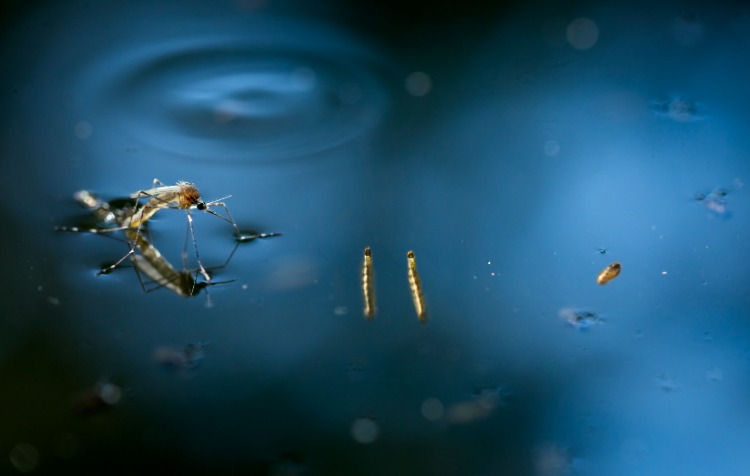 Замучили комары на участке? Ищем застойную воду и боремся с личинками: чеснок, корица и уксус