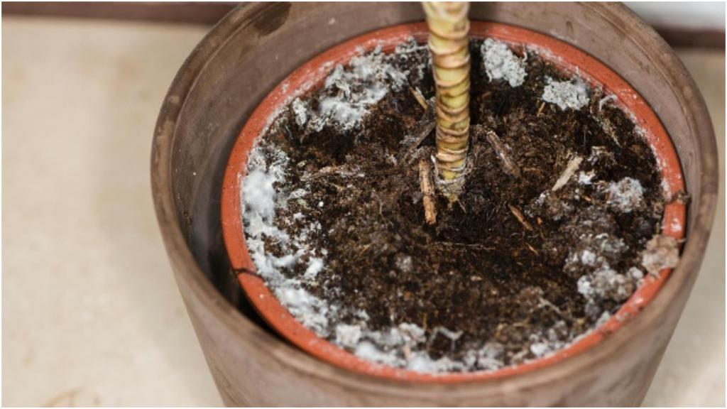 Белый налет на почве горшечных растений: плохой компост и мало воздуха для корней
