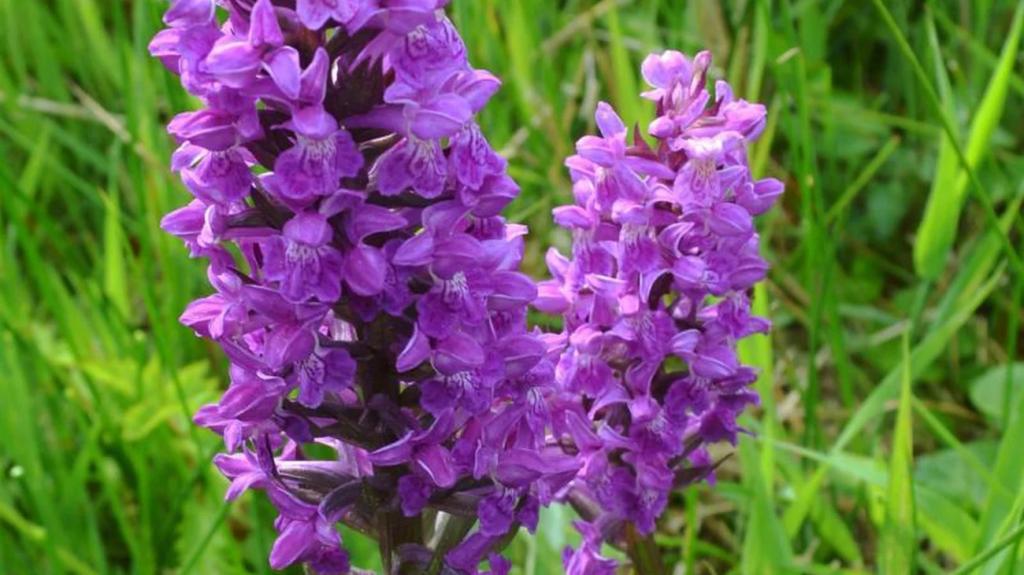 Заморская красавица: чрезвычайно редкая орхидея расцвела в зеленой зоне Тулузы