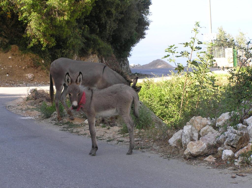 В Албании популярные животные   ослы: у них отличная память и крепкая нервная система, но есть и свои недостатки