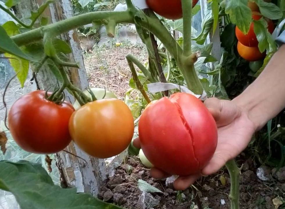 Что делать, чтобы помидоры не трескались и не увядали в летнюю жару? Ручное опыление и не только