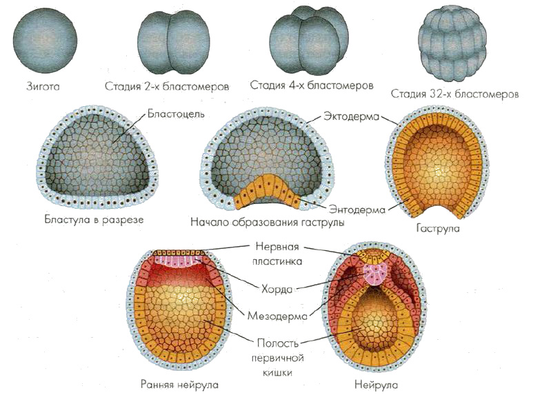 Схема развития эмбриона