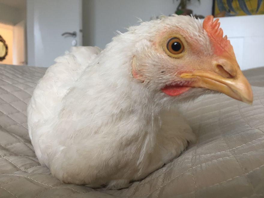 Цыпленок сбежал с фермы и нашел себе новый дом. Сейчас он в безопасности, у него появилась семья