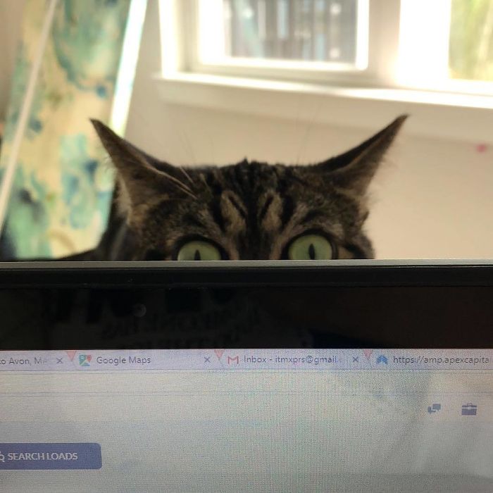 Знакомьтесь: самая злая кошка мирового интернета