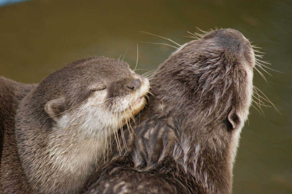 Colby Otter