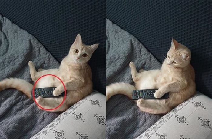 Кошка решила доказать хозяйке, что в доме главная она, и для этого присвоила себе пульт от телевизора