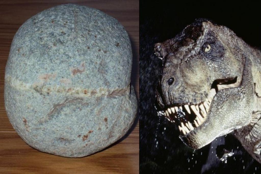 В Японии нашли яйцо динозавра: оказалось, это самая маленькая в мире окаменелость доисторической рептилии