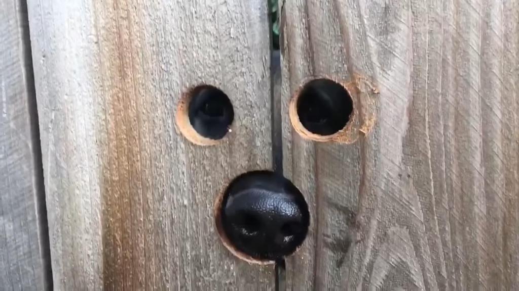 Женщина заметила, что соседский пес каждый день наблюдает за ней через щели в заборе. Она решила помочь любопытной собаке