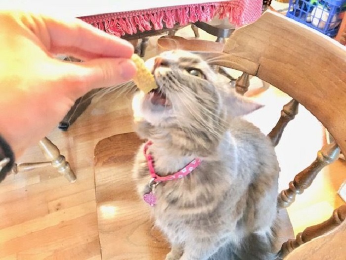 Готовлю для своей кошки ее любимое домашнее печенье с сыром: рецепт из натуральных ингредиентов