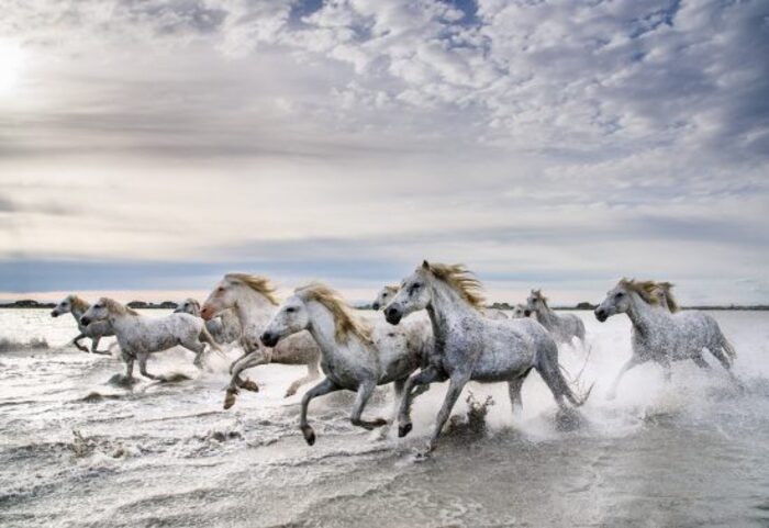 Мужчина 6 лет фотографирует белых лошадей редкой породы, которые живут на юге Франции