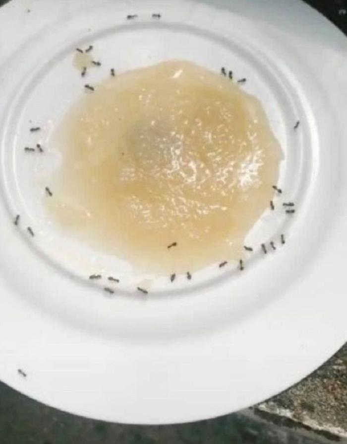 Уже месяц не видела муравьев в доме: помогло домашнее средство из двух ингредиентов