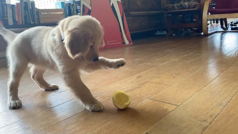 Щенок впервые в жизни увидел лимон: его реакция на фрукт была восхитительной (видео)