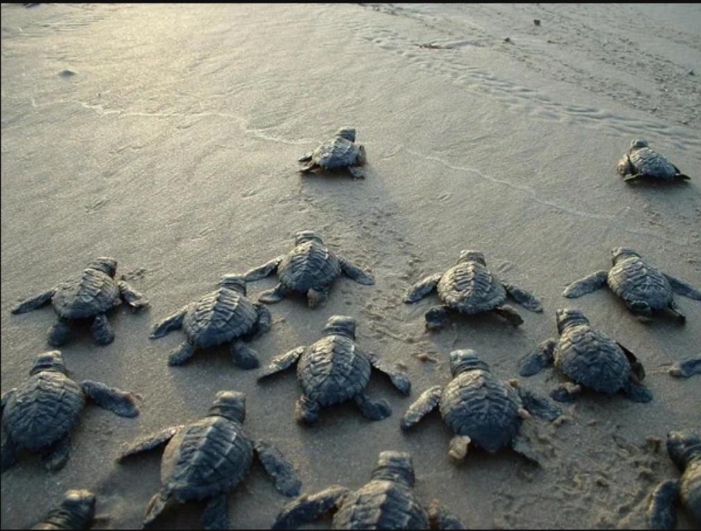 Ползут 3 черепахи. Морская черепаха и Черепашата. Черепаха ползет. Черепаха ползет к морю. Маленькие Черепашки ползут к морю.
