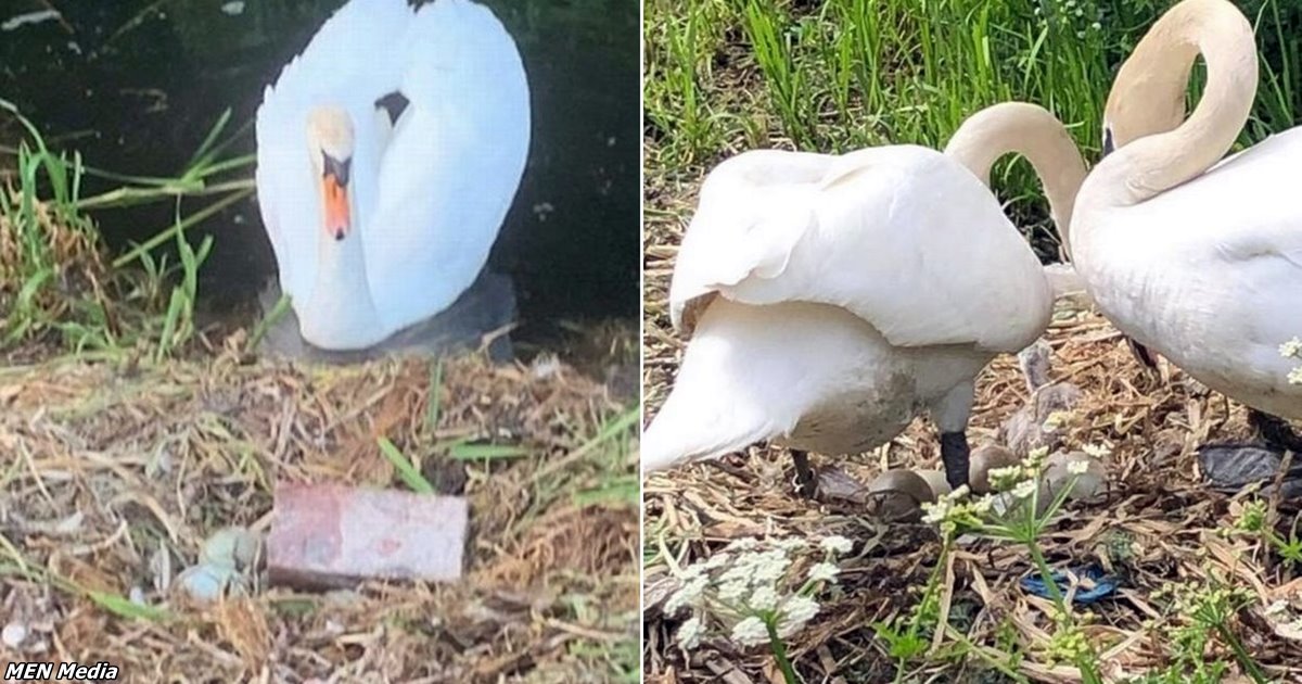 Лебедь умер от горя, после того как его яйца подростки забросали кирпичами